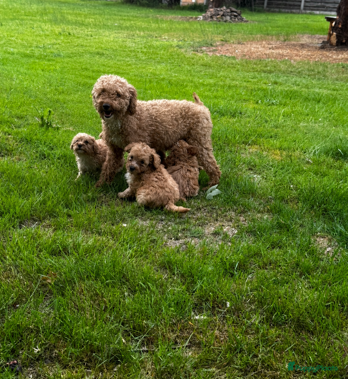 Maltipoo honden Schattige maltipoo pups - Advertentie 3