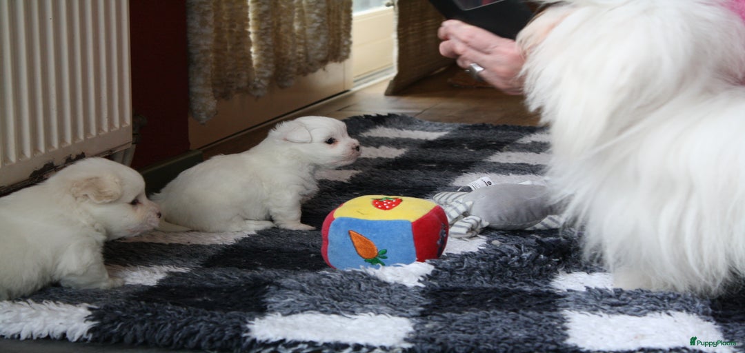 Galerij afbeelding {{count}}