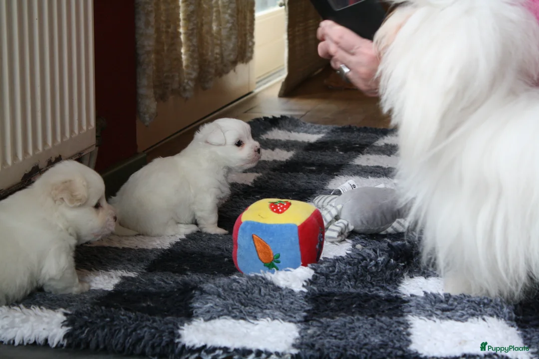 Galerij afbeelding {{count}}