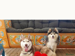 Pomsky honden te koop: Pomsky f3b pups (75%Husky 25%pomarian - Advertentie 1