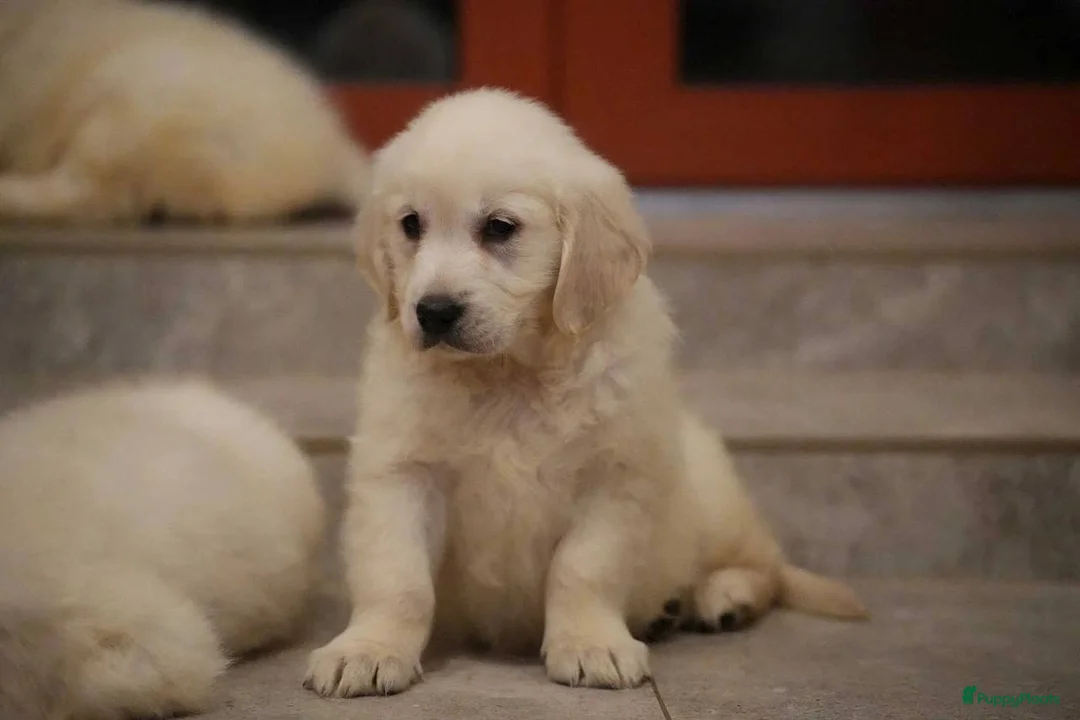 Golden Retriever honden te koop: Golden Retriever puppy - Advertentie 4