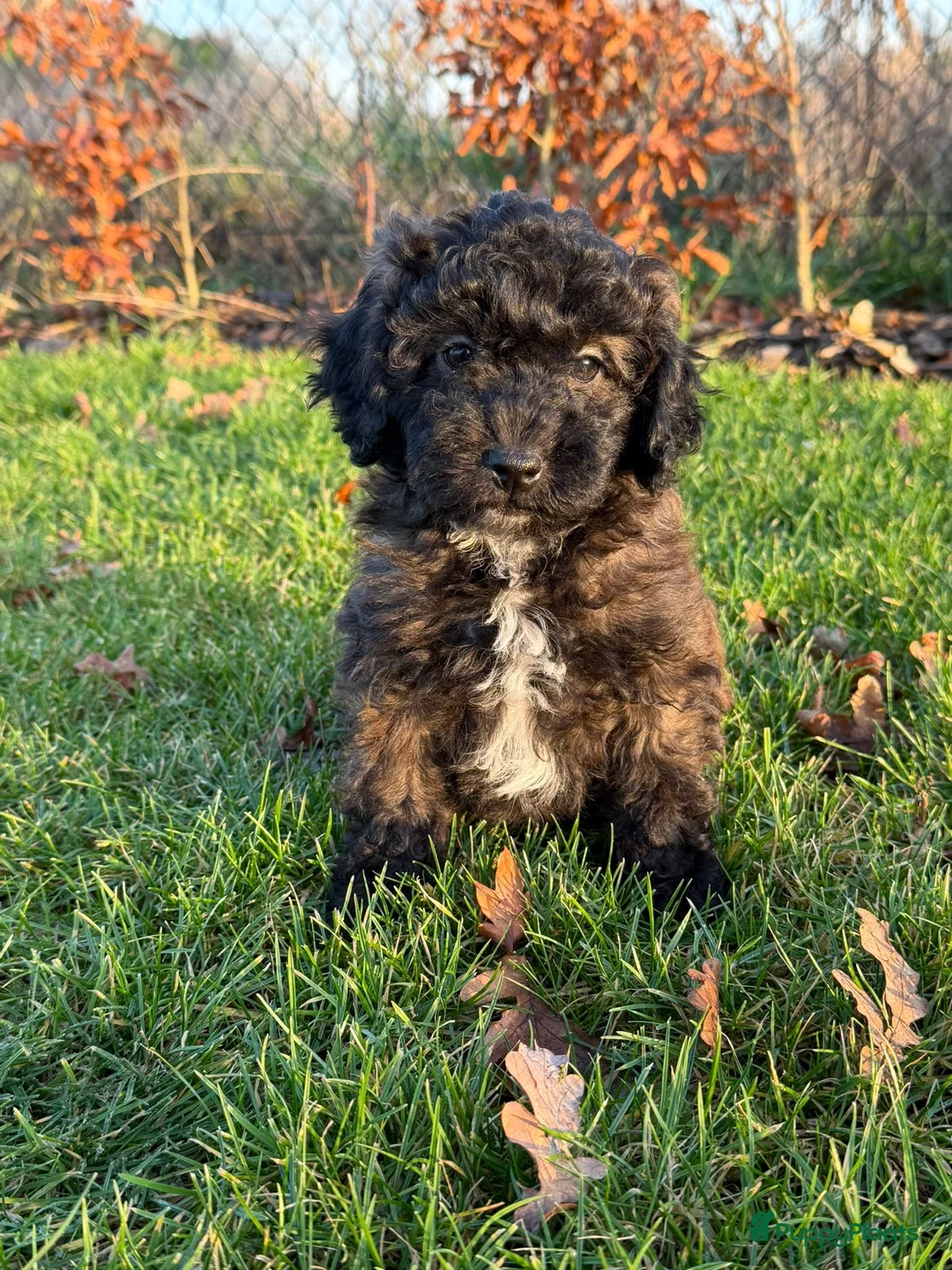 Maltipoo honden te koop: Leuke maltipoo pups  - Advertentie 13