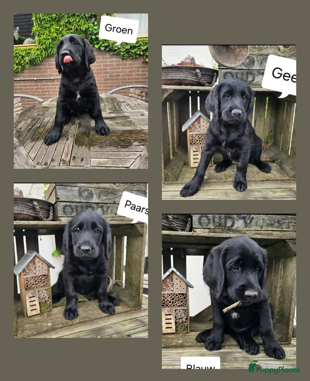 Labradoodle honden 🐾 nog 4 Labradoodles mogen meteen naar nieuw 🏡 - Advertentie 1