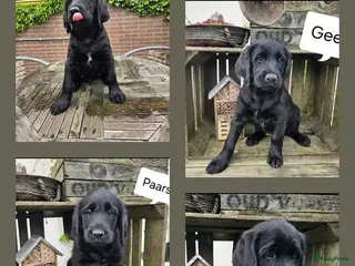 Labradoodle honden Wie geeft ons dit weekend een gouden mandje ?? - Advertentie 11