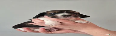 Teckel (langhaar) Puppy 1