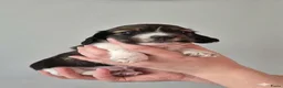 Teckel (langhaar) honden te koop: Dwergteckel laanghaar pups - Advertentie 24