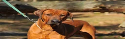 Rhodesian Ridgeback honden te koop: Rhodesian Ridgeback pup Reu 29 mei ophalen - Advertentie 7