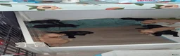 Labradoodle honden te koop: doodle  pups hypoallergeen - Advertentie 4
