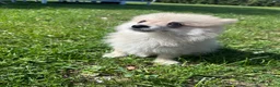 Keeshond honden te koop: Pomeriaan pups - Advertentie 2