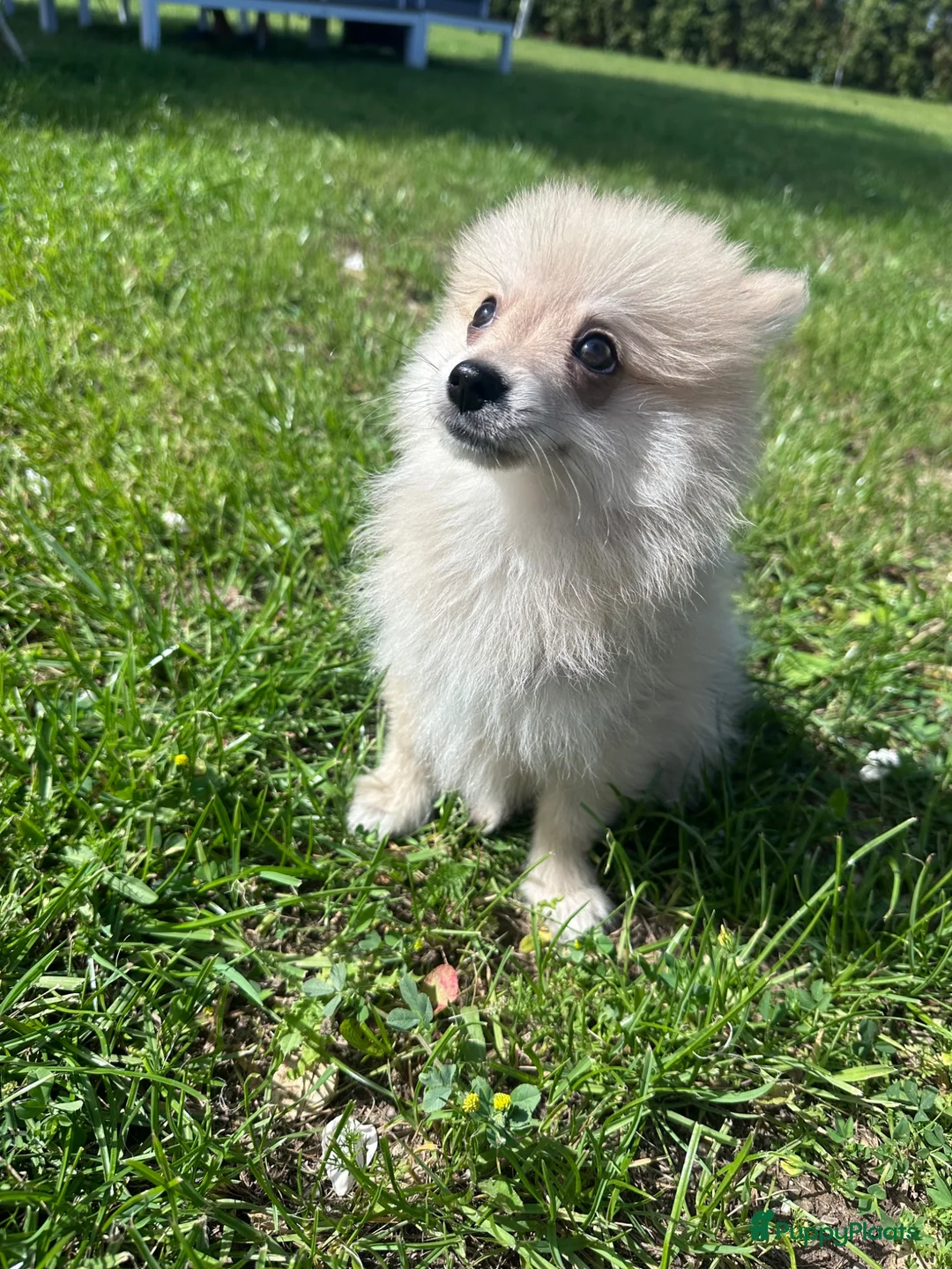 Keeshond honden te koop: Pomeriaan pups - Advertentie 2