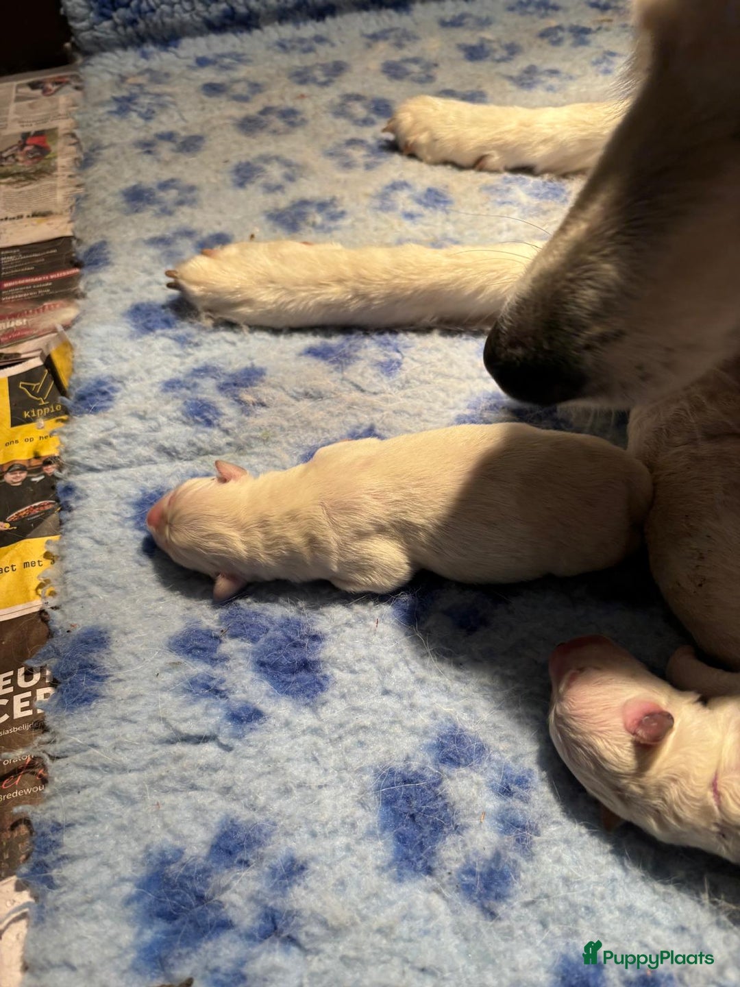 Zwitserse Witte Herdershond honden te koop: raszuivere lieve zwitserse witte herder pups in Nieuwland - Afbeelding 15