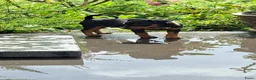 Dwergpinscher honden te koop: Prachtige Dwerg Pincher pups aangeboden  - Advertentie 7