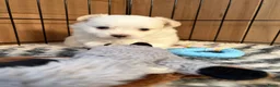 Maltipom honden te koop: Twee kleurige maltipom reu  - Advertentie 9