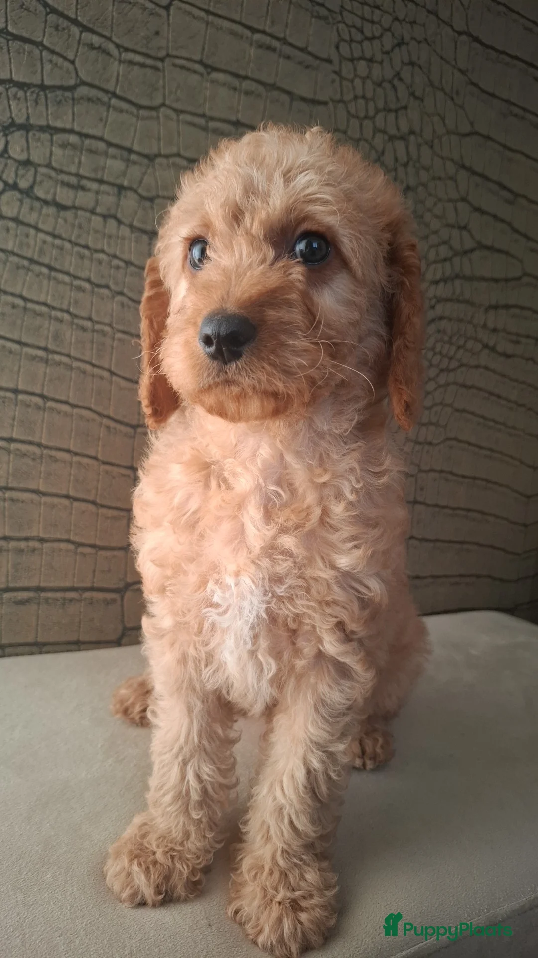 Australian Labradoodle honden te koop: Medium Australian labradoodle pups 🩷💙 - Advertentie 5