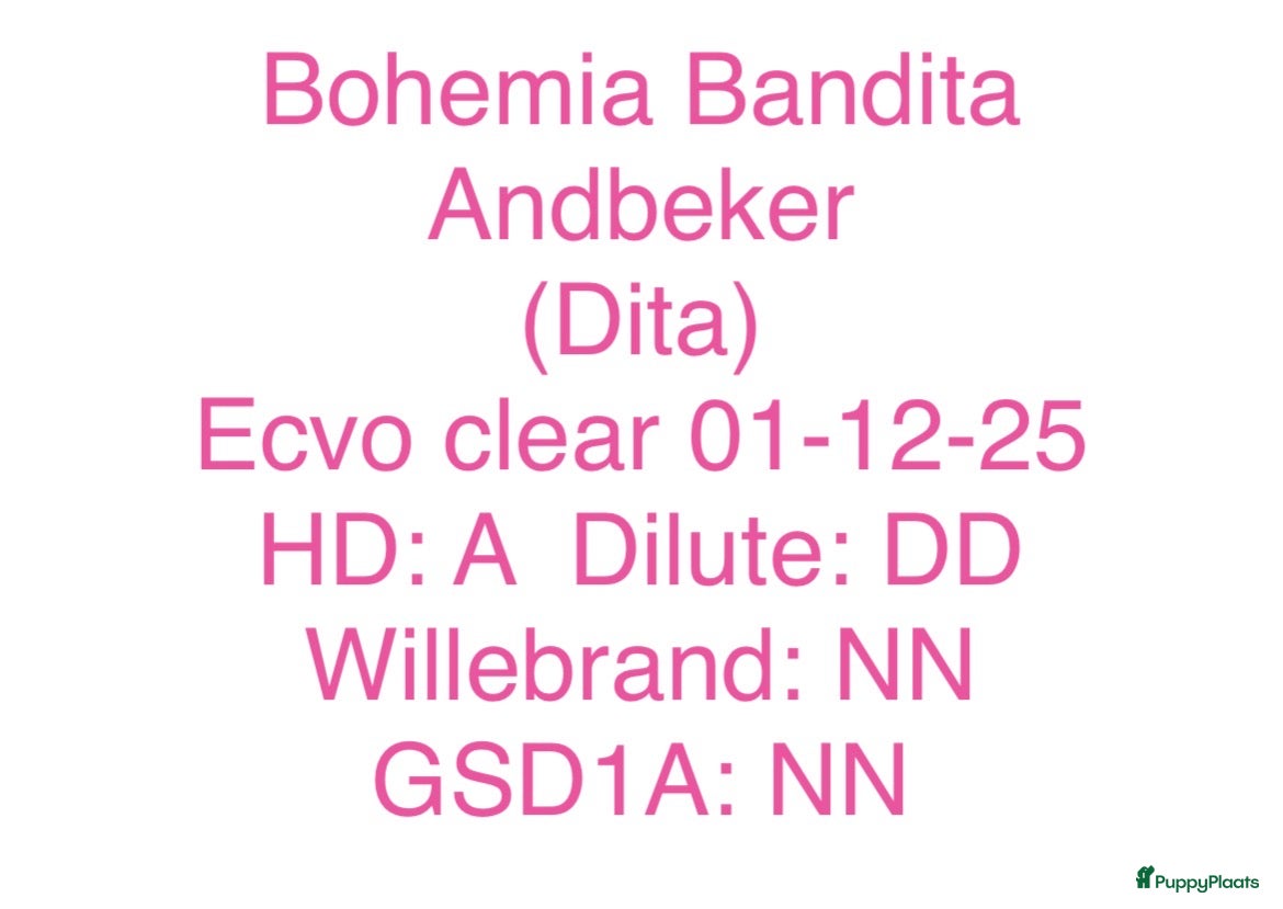 Duitse Pinscher honden Duitse Pinscher puppy’s - Advertentie 2