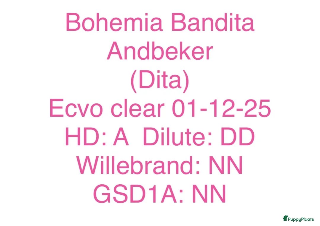 Duitse Pinscher honden te koop: Duitse Pinscher puppy’s - Advertentie 2