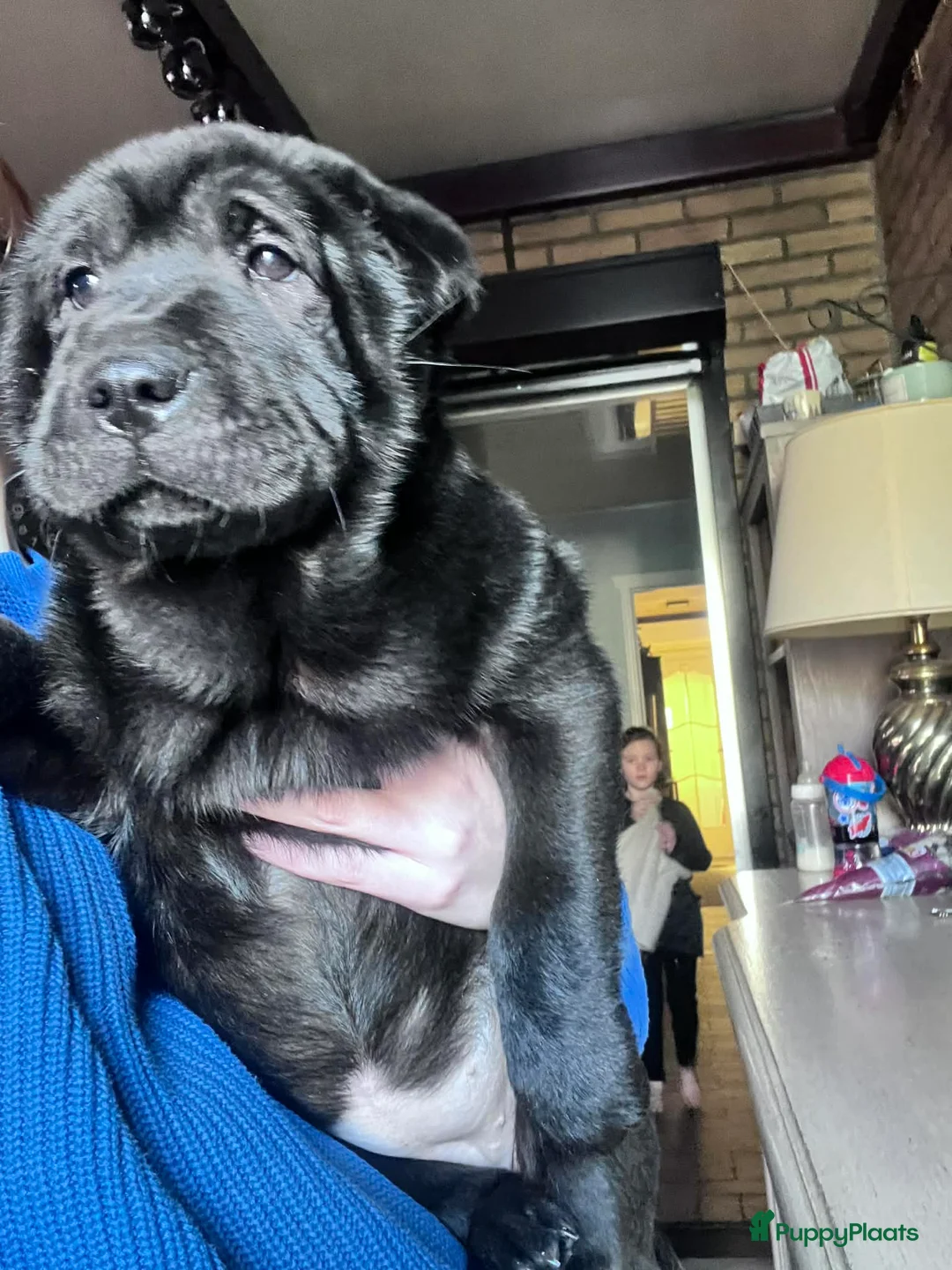 Shar Pei honden te koop: Sharpei - Advertentie 11