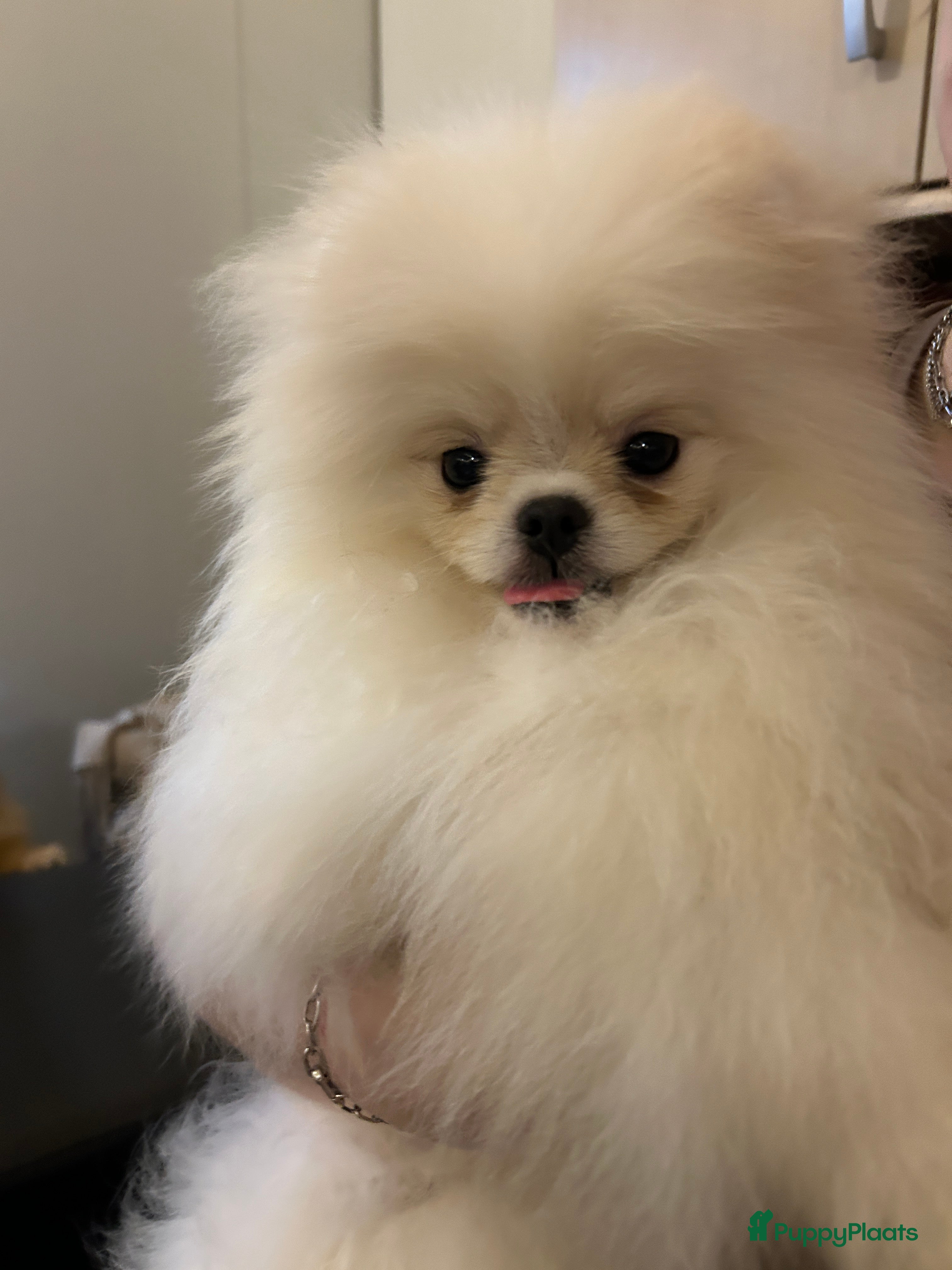 Pomeriaan honden Pomeranian❤️❤️ - Advertentie 1