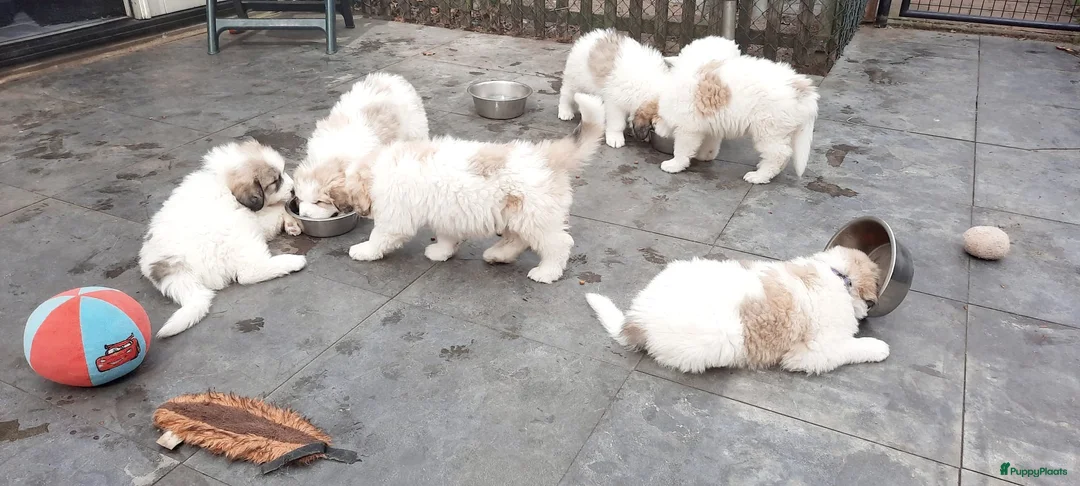 Pyreneese Berghond honden te koop: Pyreneese Berghond pups - Advertentie 2