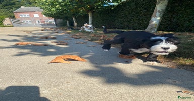 Tibetaanse Terriër honden - Advertentie 13