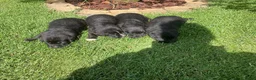 Kruising honden te koop: Boulab pups - Advertentie 2