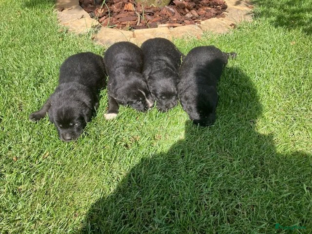 Kruising honden te koop: Boulab pups - Advertentie 2