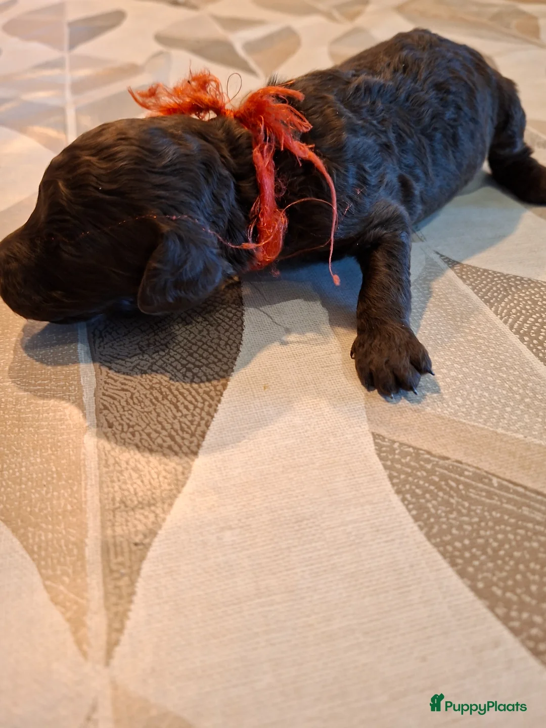 Labradoodle honden te koop: Chocolade bruine labradoodle puppies - Advertentie 8