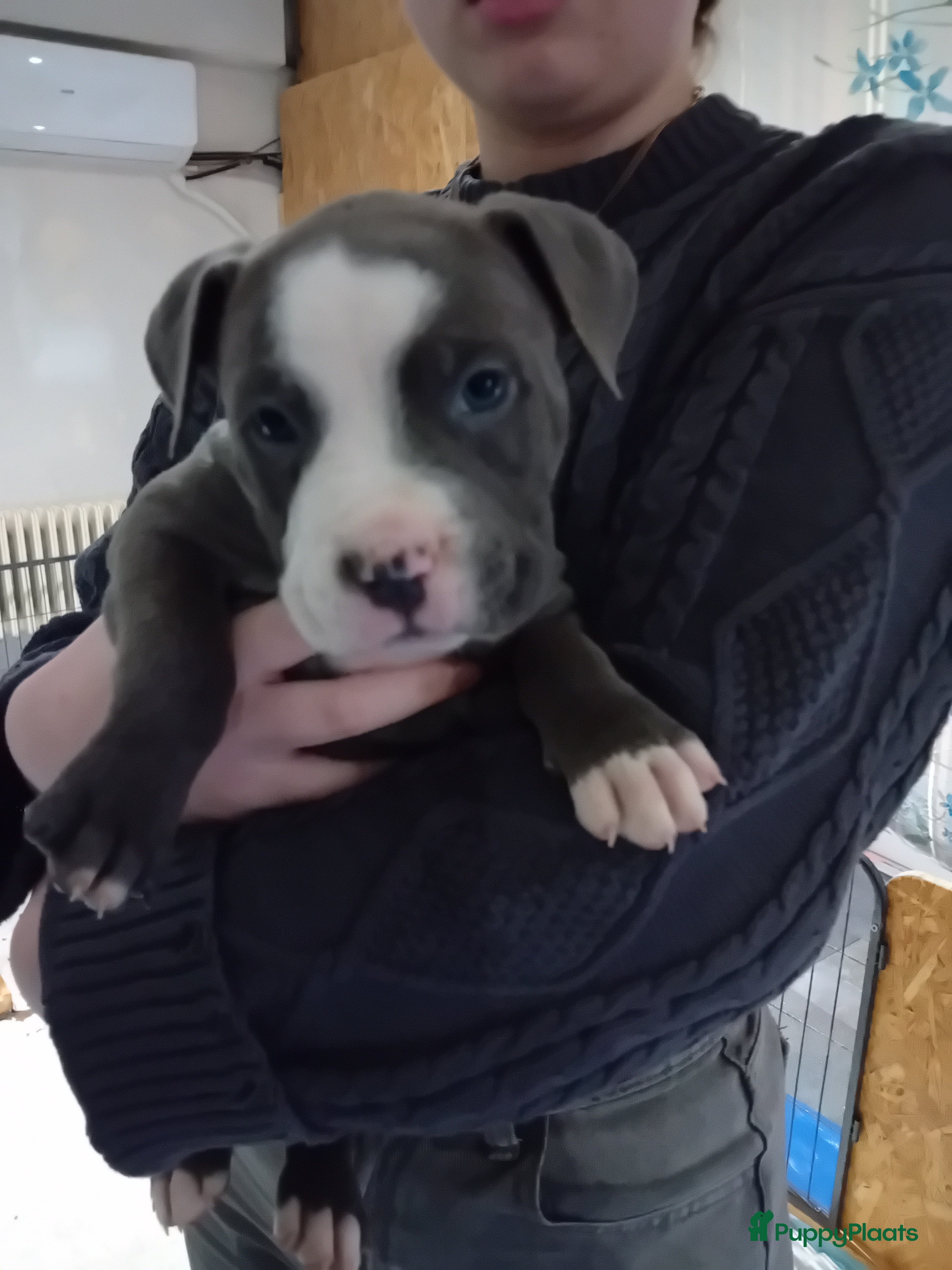 Amerikaanse Bully honden Hele lieve American bully xl pups, gereserveerd  - Advertentie 2