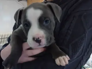 Amerikaanse Bully honden Hele lieve American bully xl pups, gereserveerd - Advertentie 2