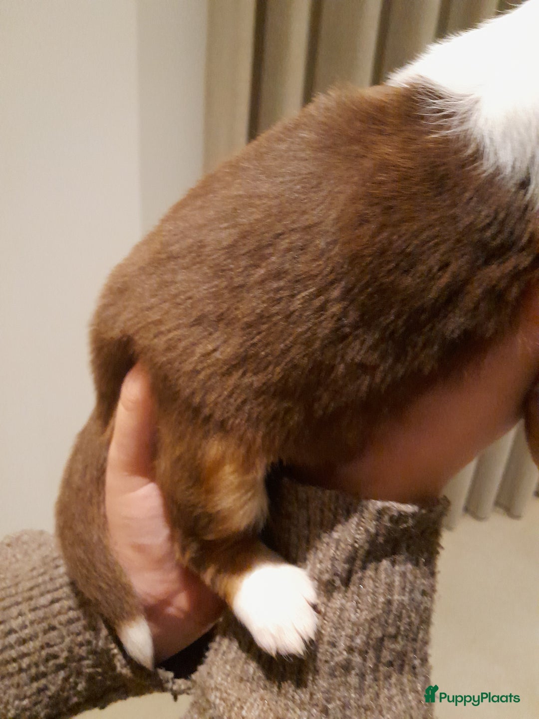 Australian Shepherd honden te koop: Lieve raszuivere australian shepherd pups  - Advertentie 24