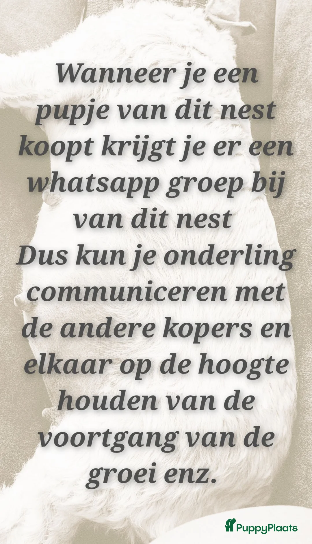 Maltipoo honden te koop: Kleinblijvende Maltipoo F1b donker abrikoos - Advertentie 23