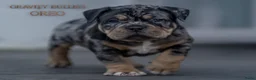 Amerikaanse Bully honden te koop: American Bully pocket pups verwacht  - Advertentie 20