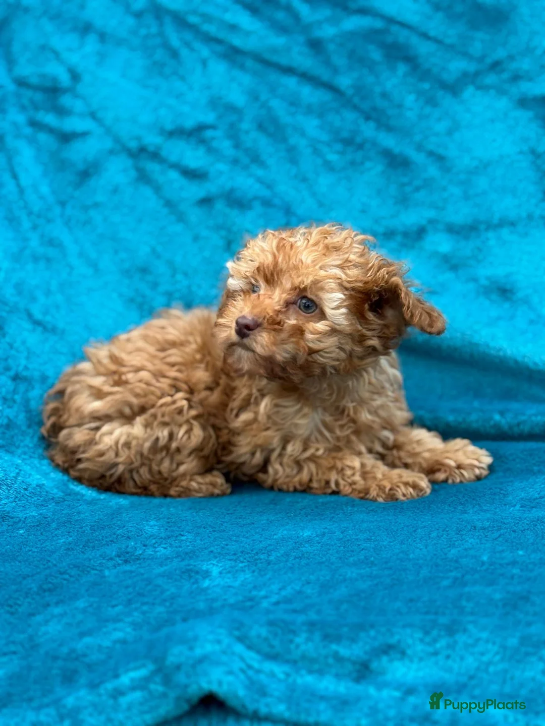 Poedel Toy honden te koop: Toypoedel toy poedel - Advertentie 12