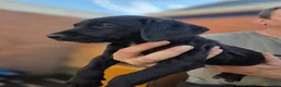 Kruising honden te koop: Nog 3 geweldige pups – Labradoodle x Dalmatiër - Advertentie 9