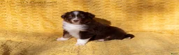 Australian Shepherd honden te koop: Raszuivere Australian shepherd pups te koop - Advertentie 10