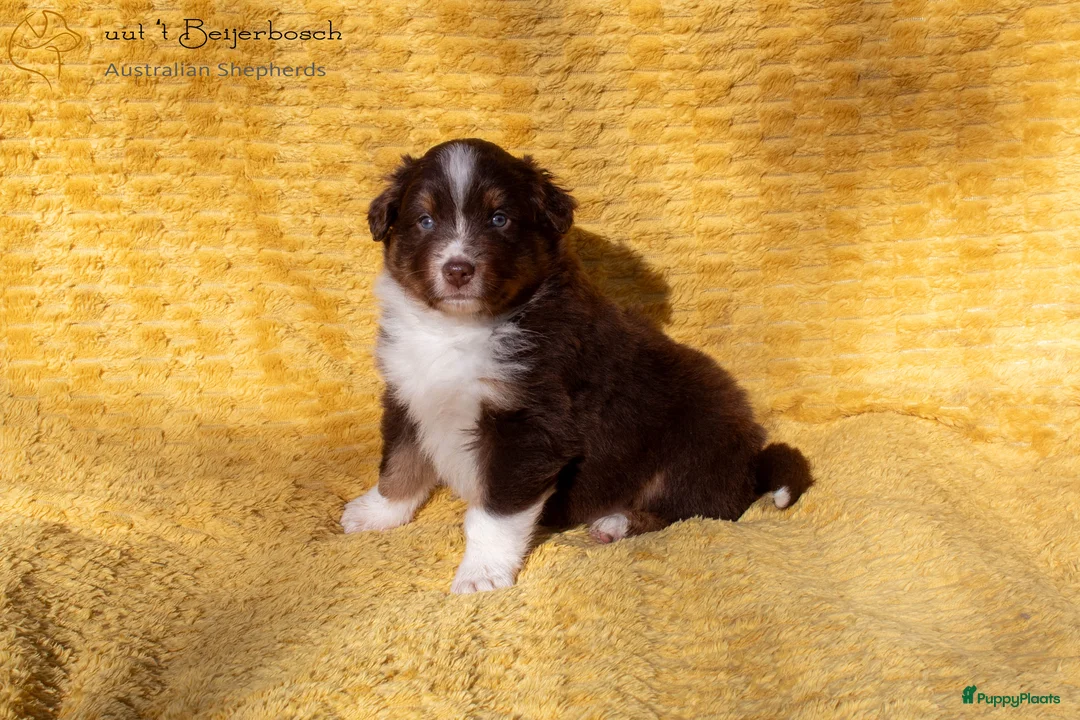 Australian Shepherd honden te koop: Raszuivere Australian shepherd pups te koop - Advertentie 10