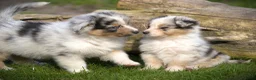 Australian Shepherd honden te koop: 🐾 Australian Shepherd pups - goed gesocialiseerd  - Advertentie 9