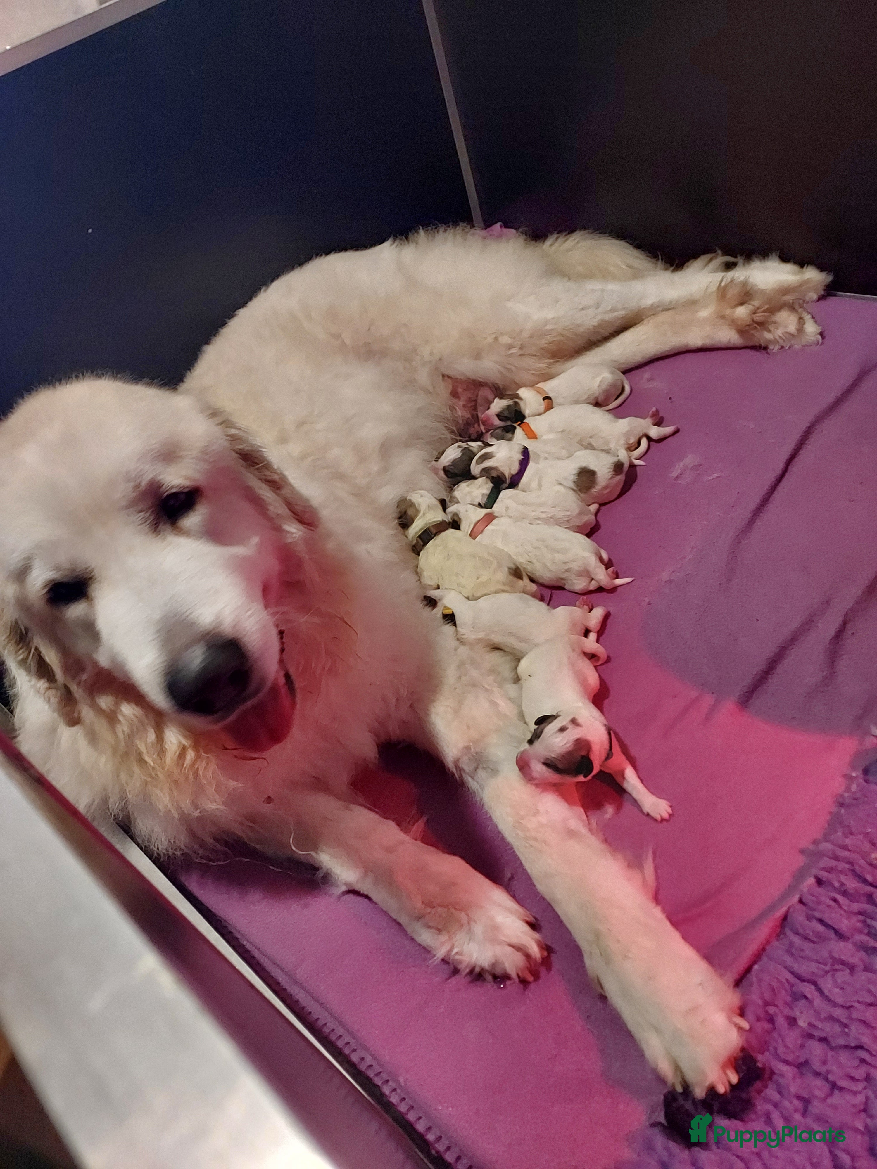 Pyreneese Berghond honden Pyreneese berghond pups - Advertentie 1