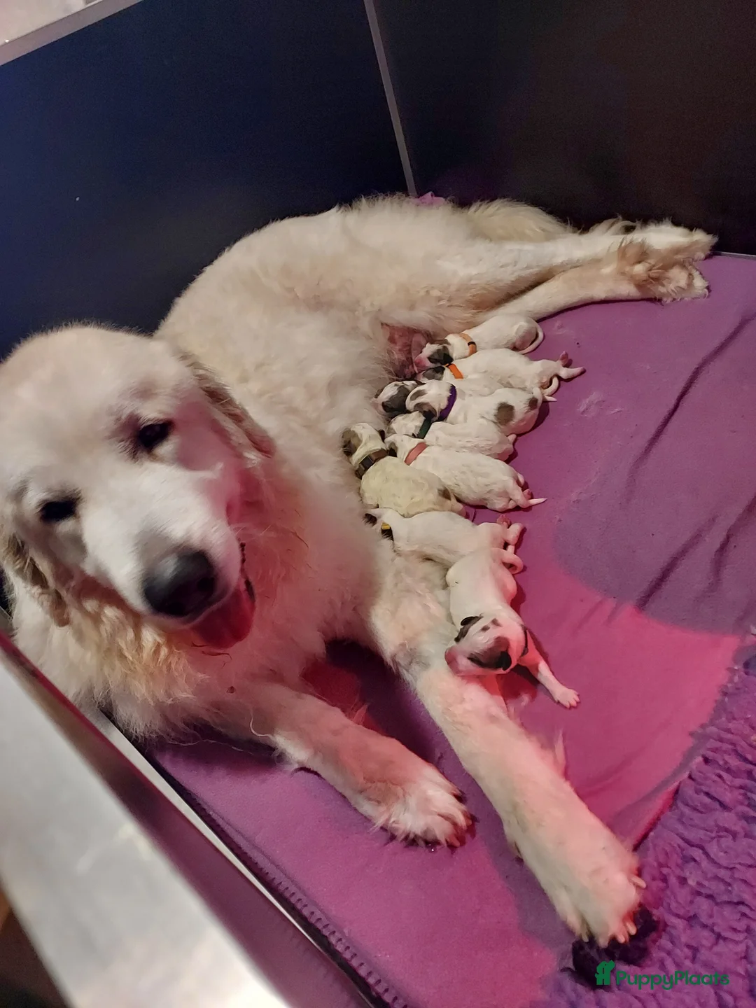 Pyreneese Berghond honden te koop: Pyreneese berghond pups - Advertentie 1