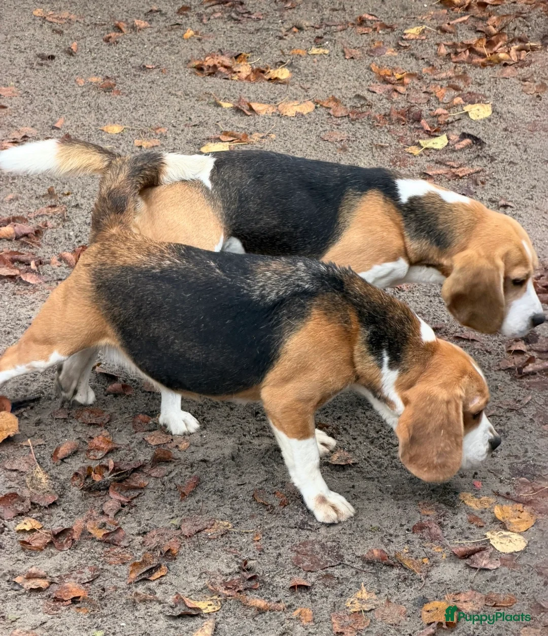 Beagle honden te koop: Beagle pups met FCI uitgebreid getest!! - Advertentie 20