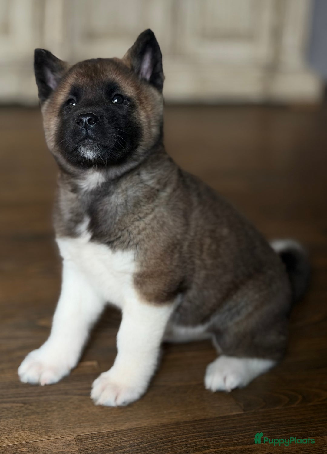 American Akita honden te koop: Prachtige American akita pups van unieke bloedlijn - Advertentie 10