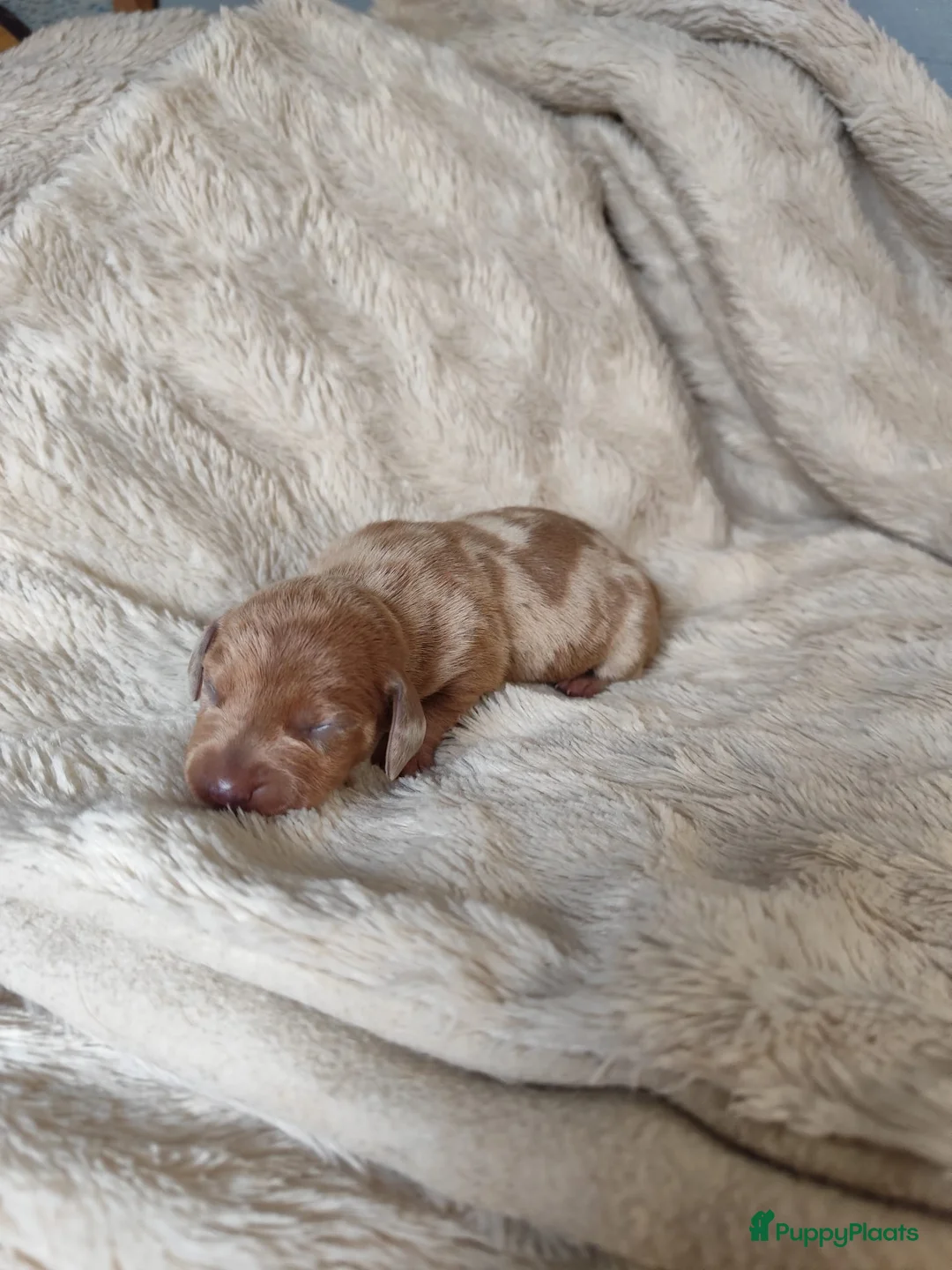 Teckel (korthaar)  honden te koop: Prachtige merle dwergteckel pupjes voor reservatie - Advertentie 3