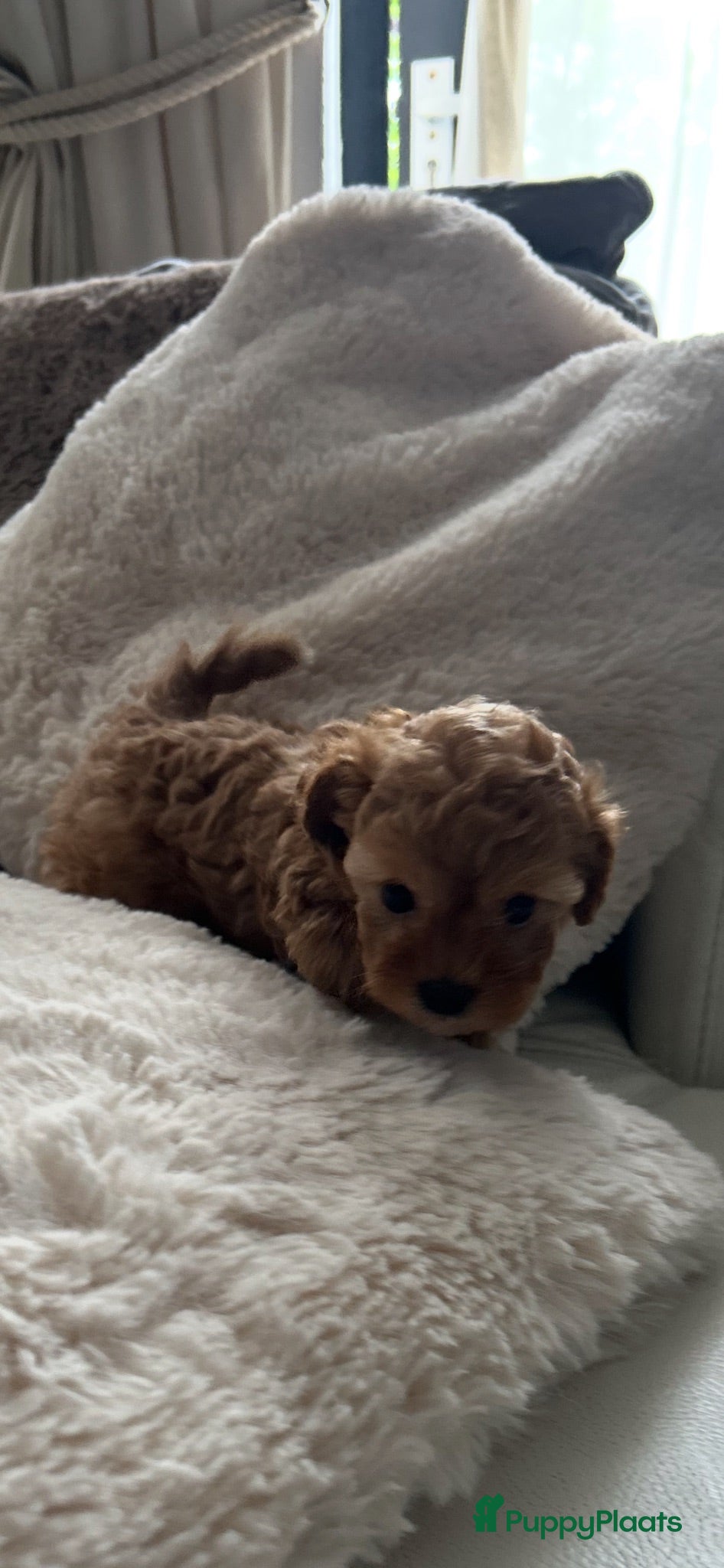 Poedel Toy honden Toy poedel puppy’s zoeken een gouden mandje  - Advertentie 2