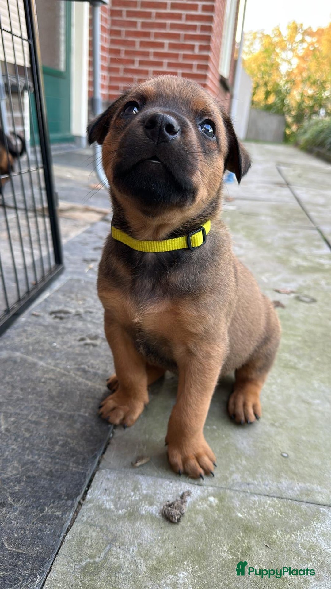 Kruising honden te koop: Mechelse herder & rotweiler - Advertentie 3