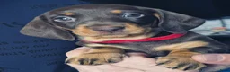 Teckel (korthaar)  honden te koop: Dwergteckel puppy’s - Advertentie 1