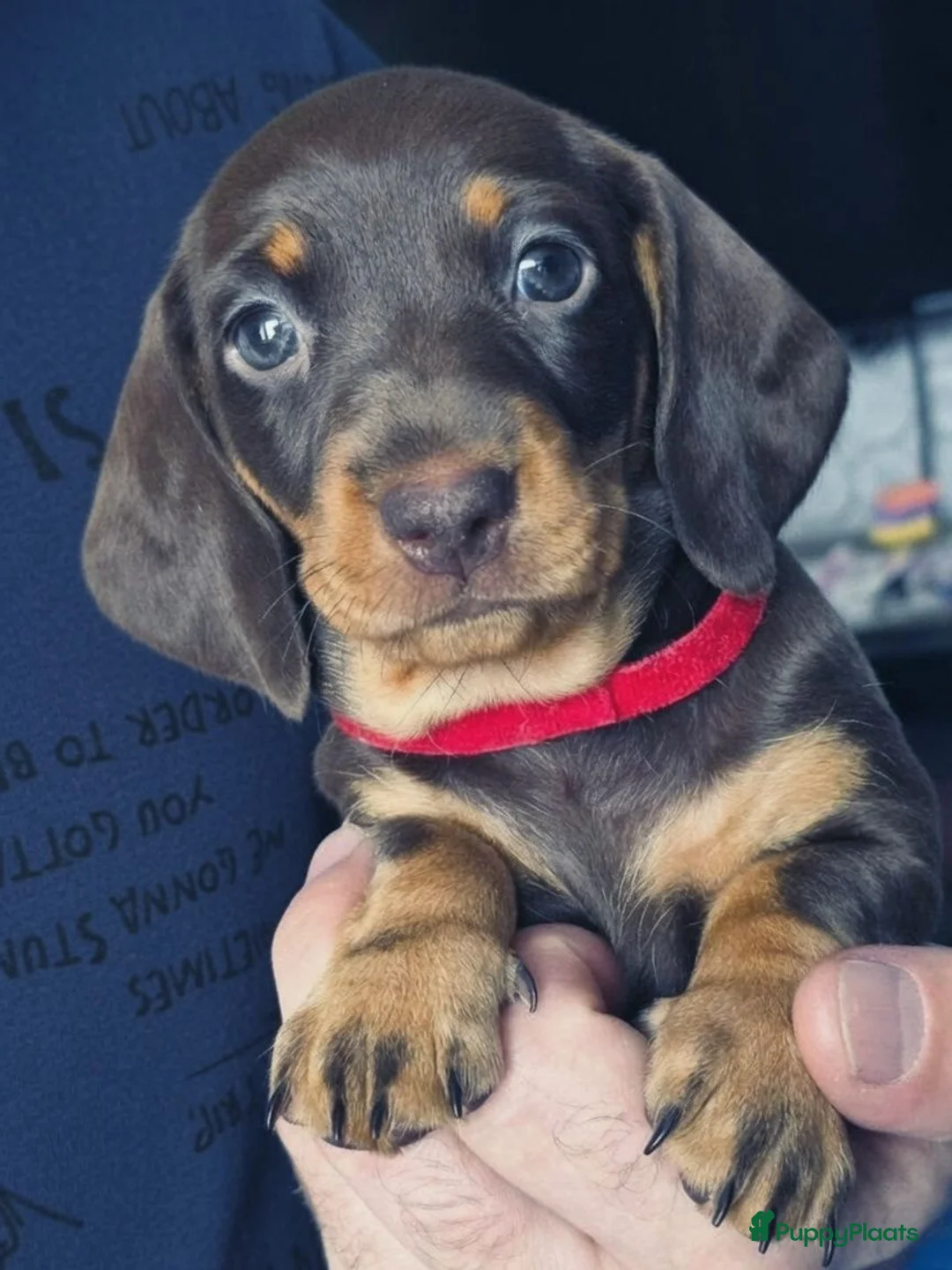 Teckel (korthaar)  honden te koop: Dwergteckel puppy’s - Advertentie 1