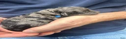 Dwergpoedel honden te koop: Prachtige dwergpoedelpups met exclusieve kleur! - Advertentie 8