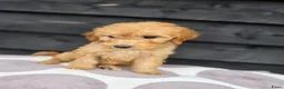Labradoodle honden te koop: Labradoodle Onwijs mooie Teefjes Beschikbaar  - Advertentie 10
