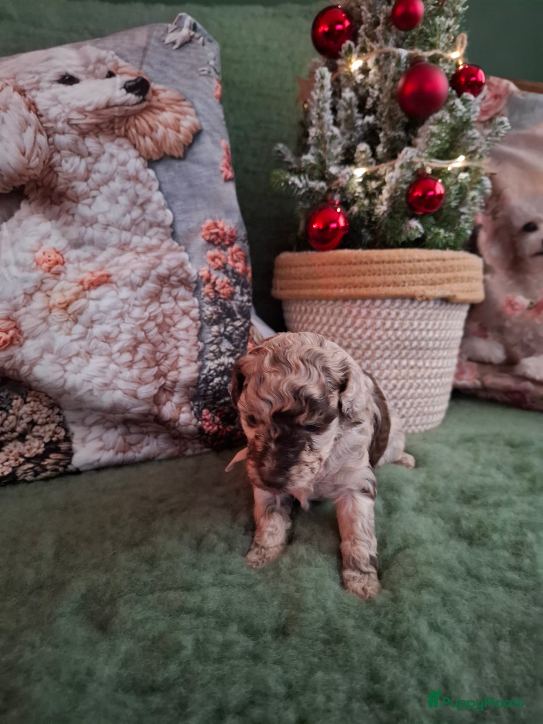 Poedel Toy honden te koop: Mooie chocolade merle pups - Advertentie 2