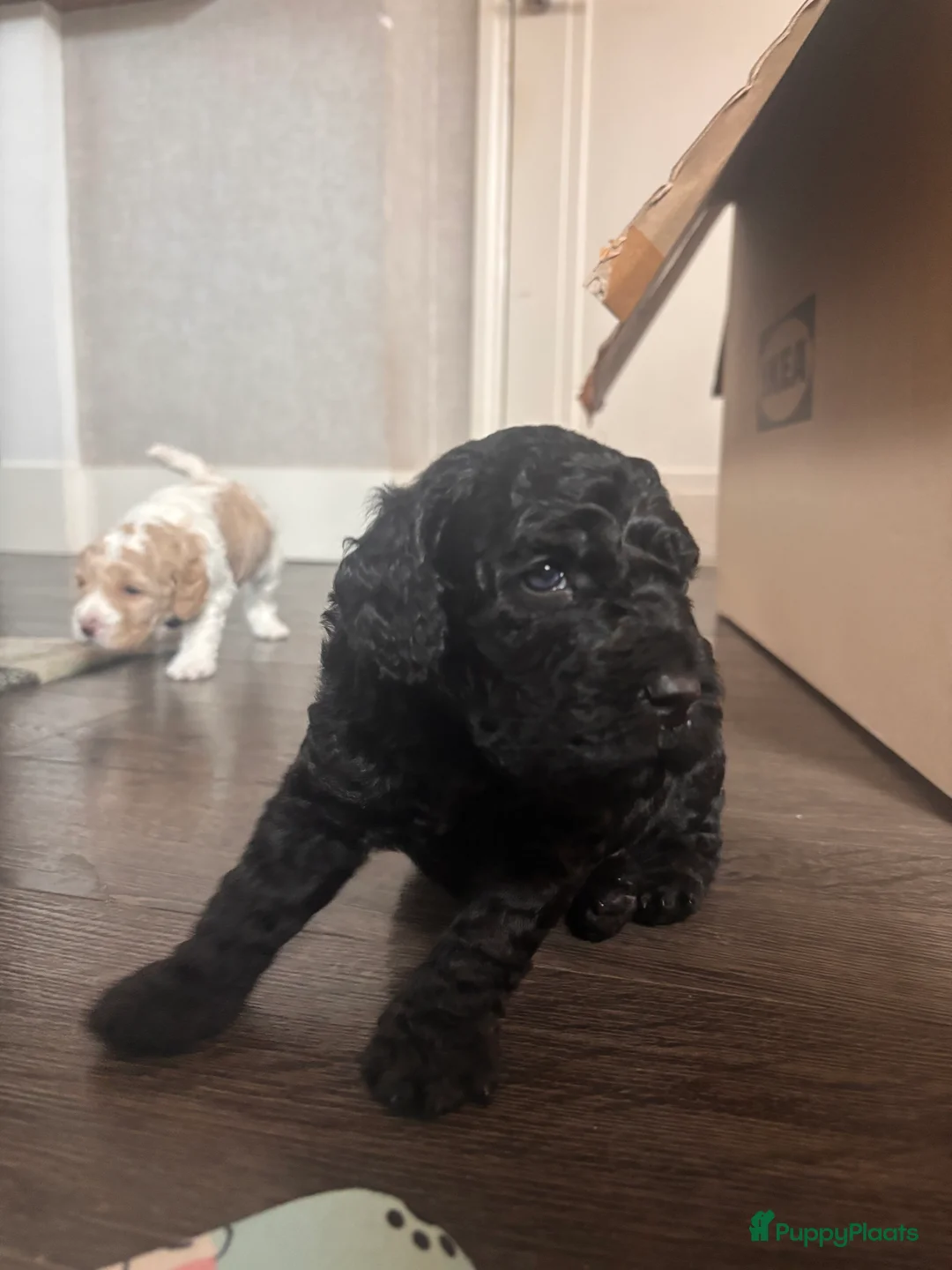 Kruising honden te koop: Prachtige  mini labradoodle pups  - Advertentie 4